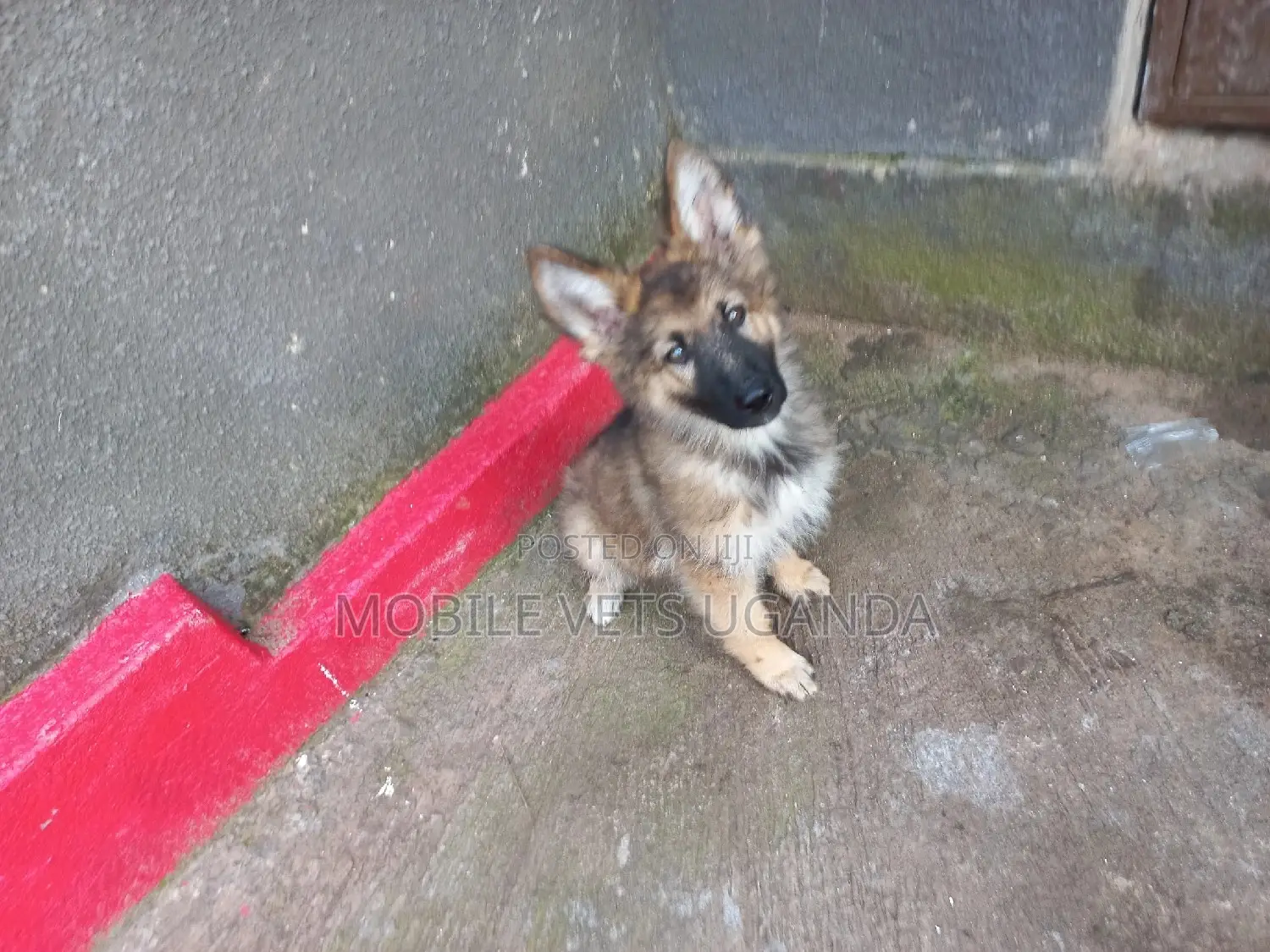 3-6 months Male Purebred German Shepherd