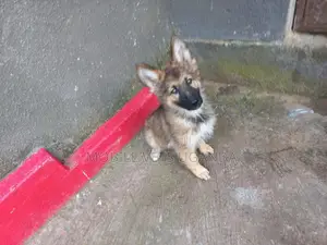 3-6 months Male Purebred German Shepherd