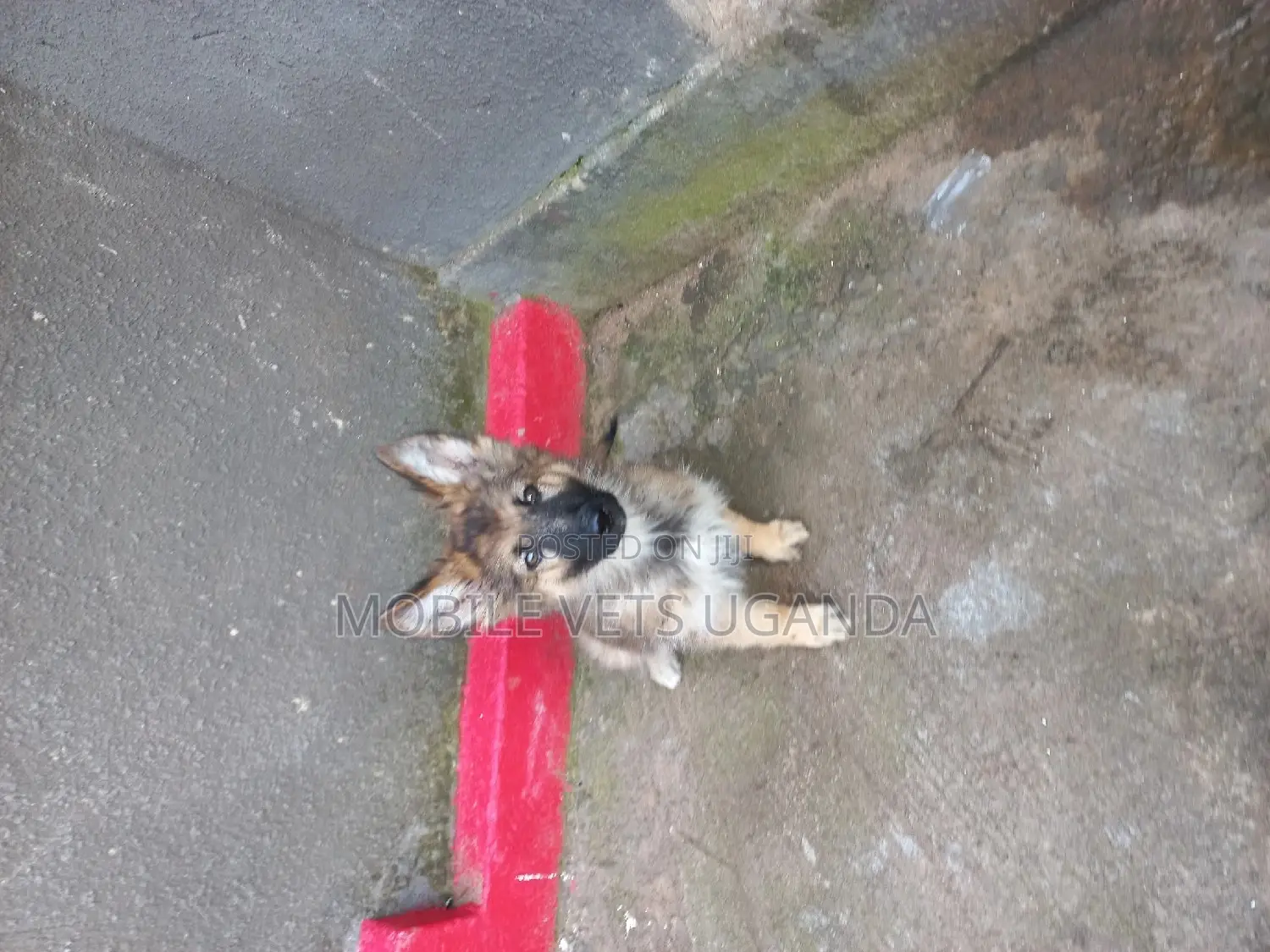 3-6 months Female Purebred German Shepherd