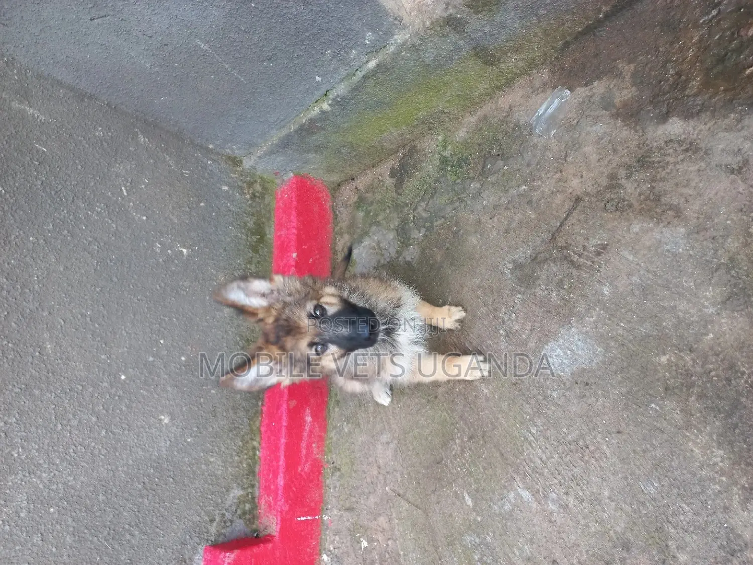 1-3 months Male Purebred German Shepherd