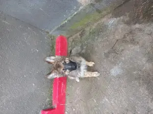 1-3 months Male Purebred German Shepherd