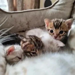 0-1 month Male Purebred American Shorthair