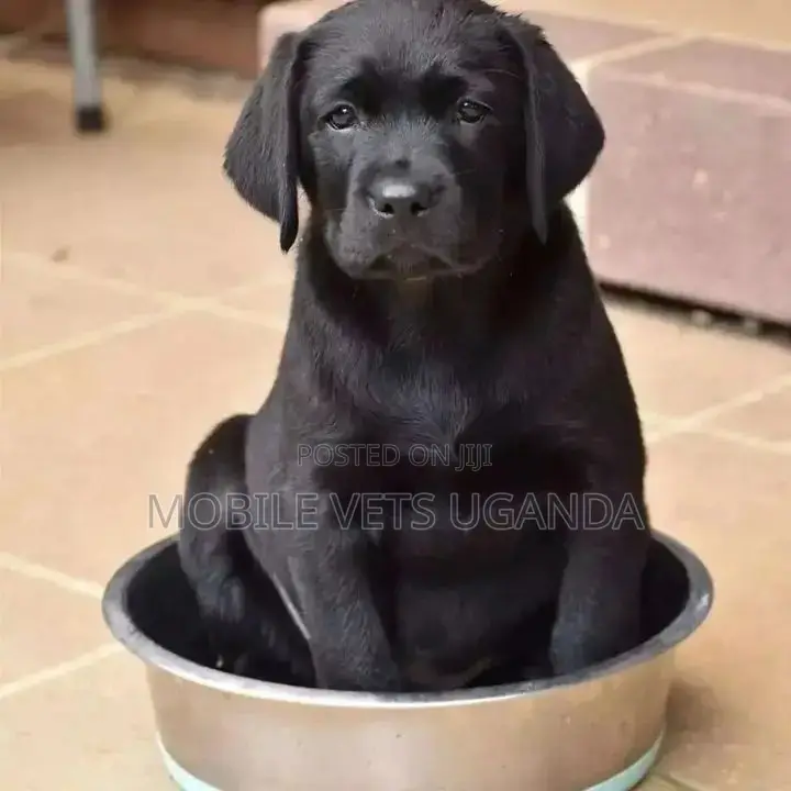 1-3 months Female Purebred Boerboel