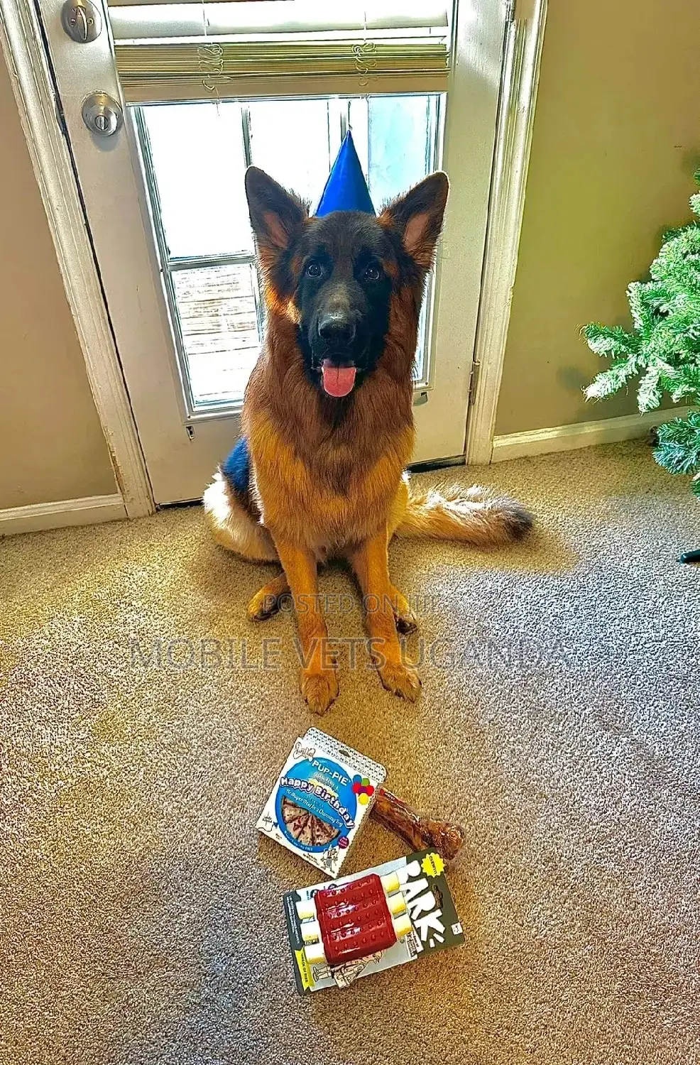 6-12 months Female Purebred German Shepherd