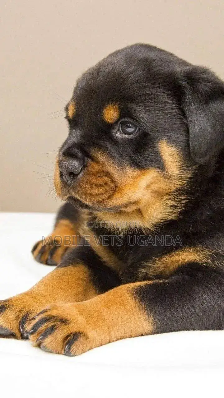 1-3 months Male Purebred Rottweiler