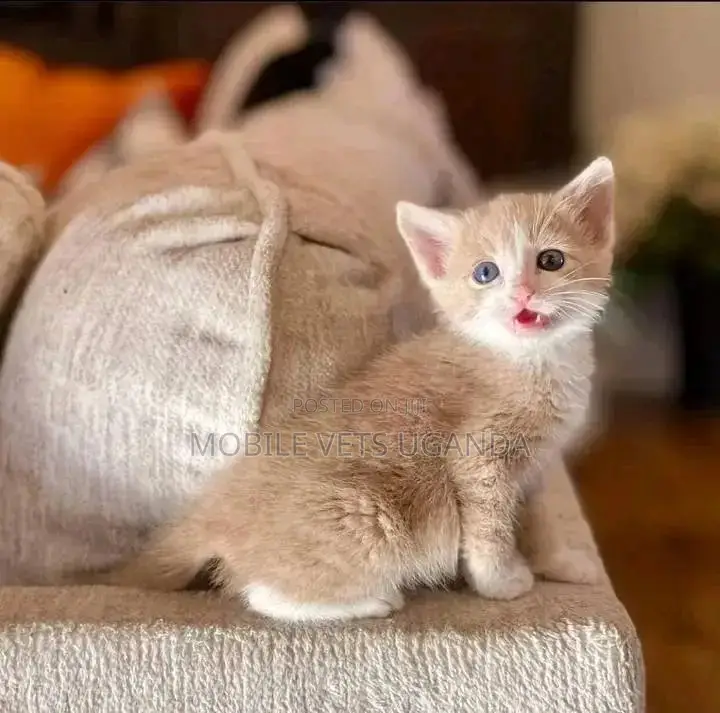 1-3 months Male Purebred Exotic