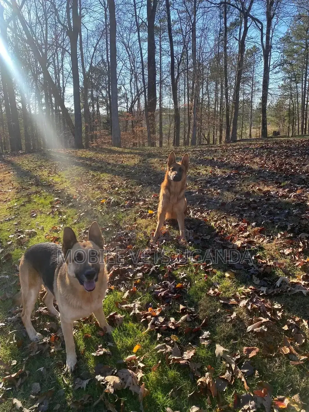 1+ year Female Purebred German Shepherd
