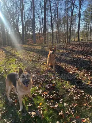 1+ year Female Purebred German Shepherd
