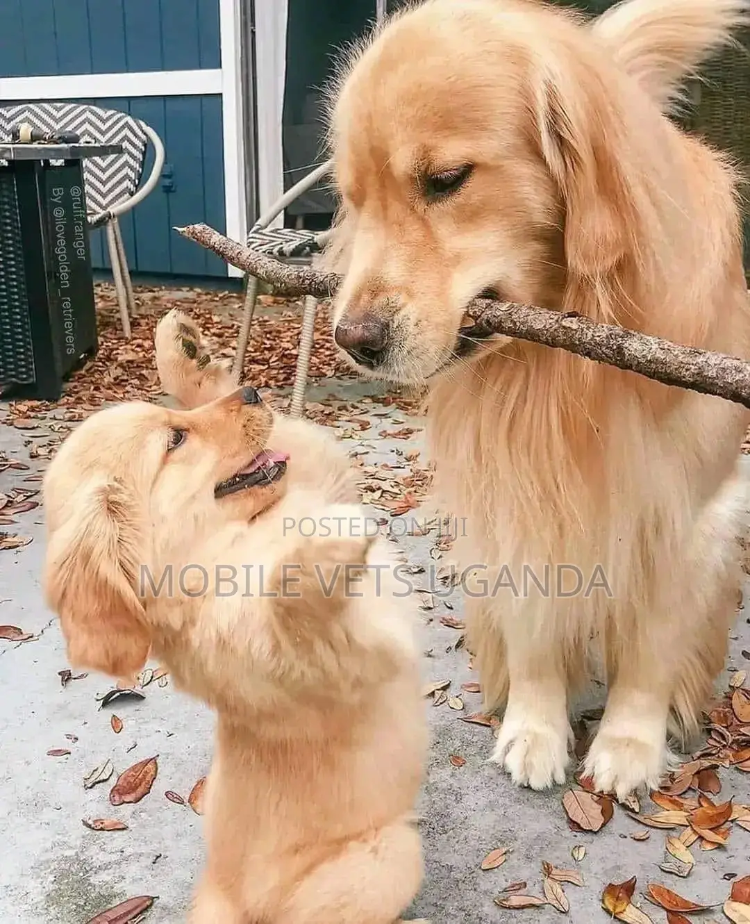 6-12 months Male Purebred Golden Retriever