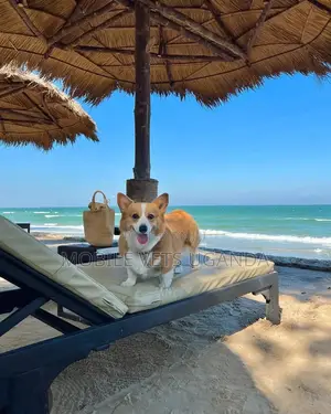 6-12 months Male Purebred Chihuahua