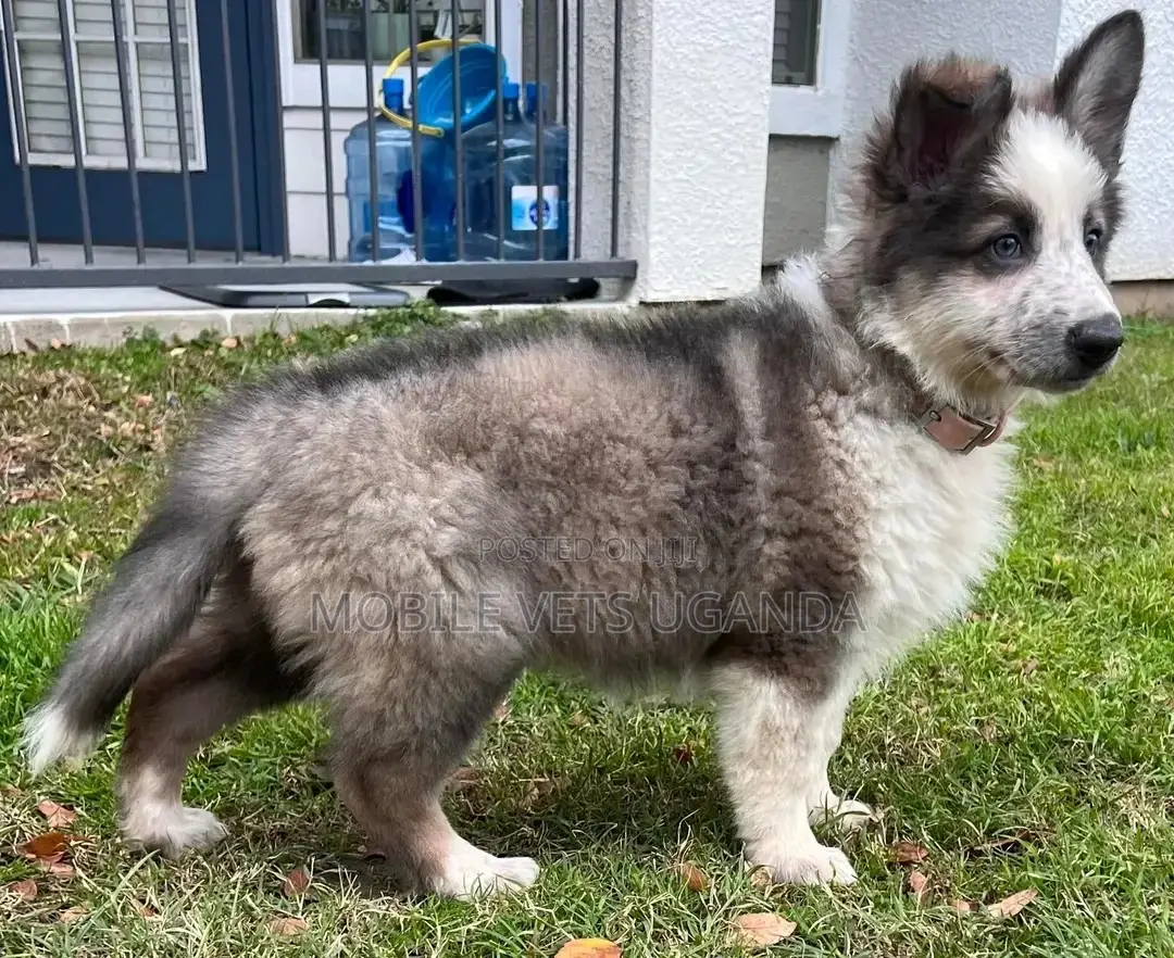 3-6 months Male Purebred Siberian Husky