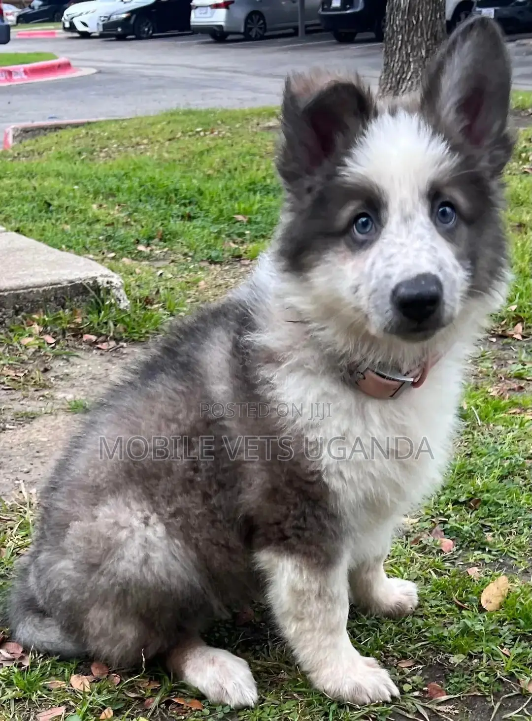1-3 months Male Purebred Siberian Husky