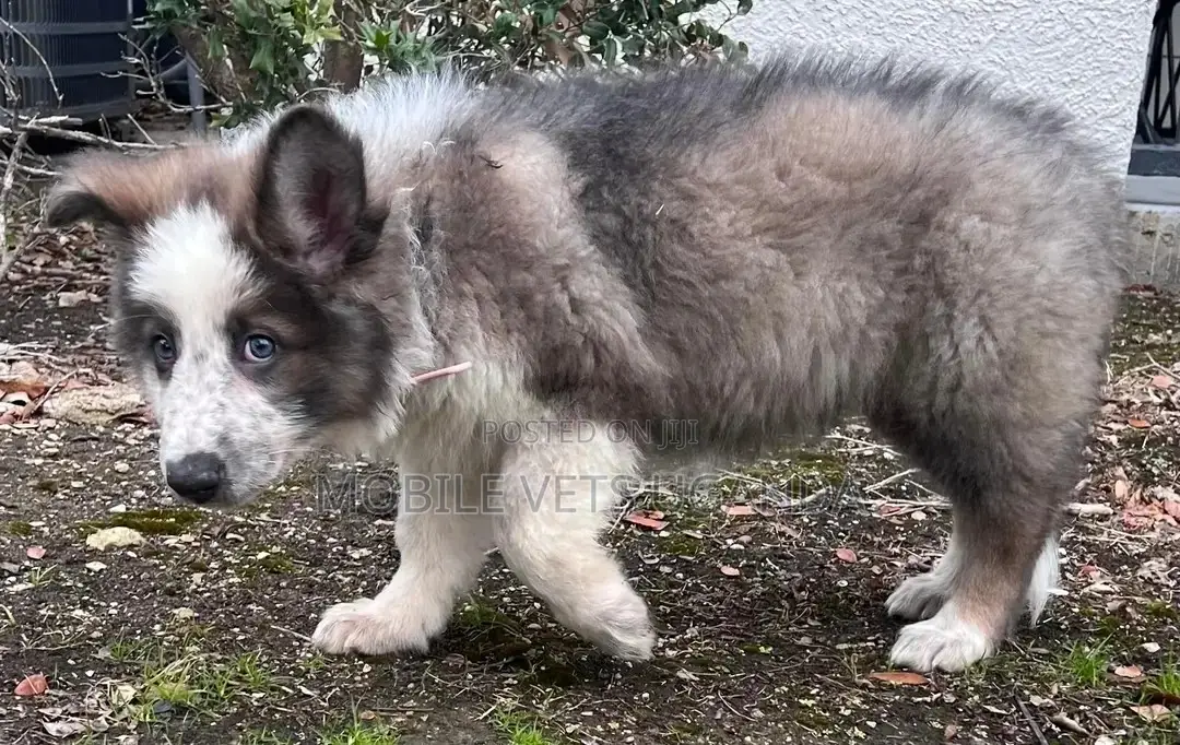 3-6 months Female Purebred Siberian Husky