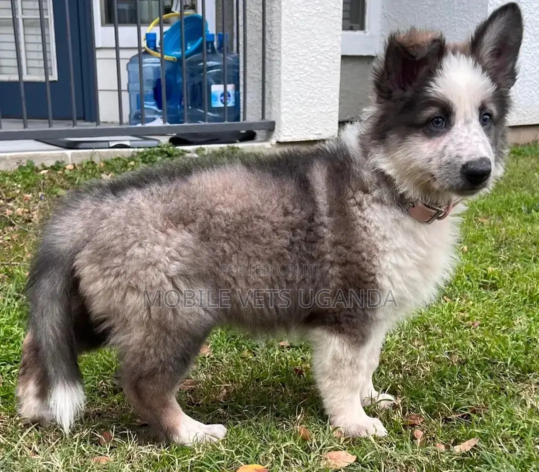 1-3 months Female Purebred Siberian Husky