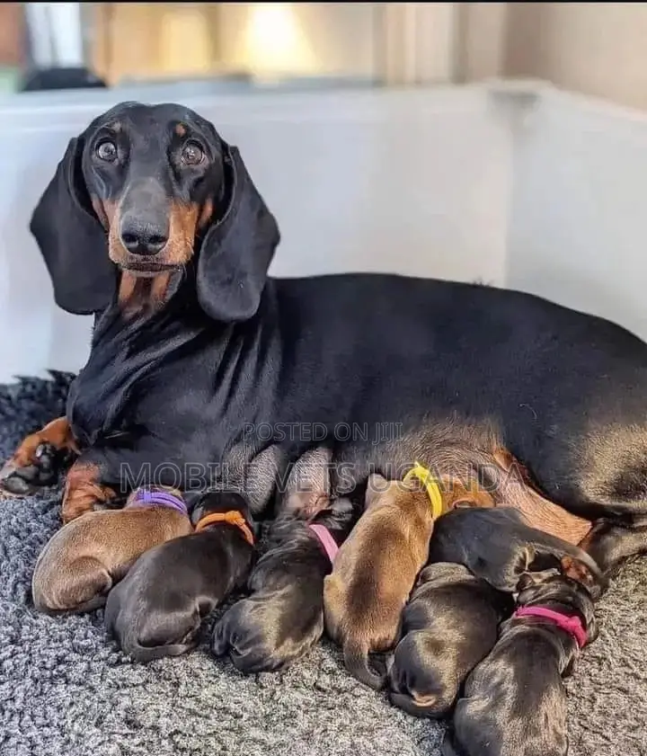 3-6 months Male Purebred Dachshund