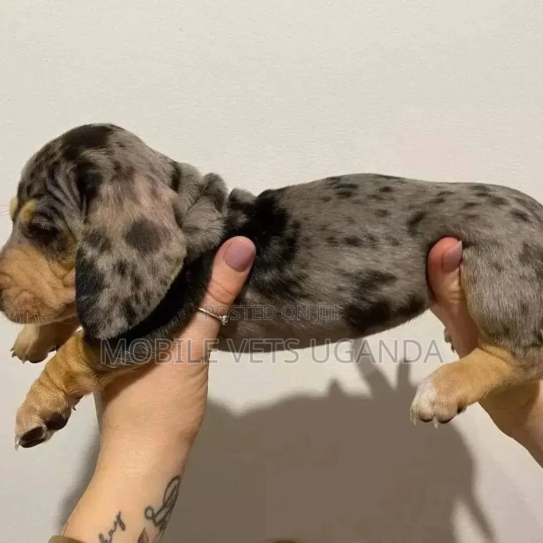 1-3 months Male Purebred Dachshund
