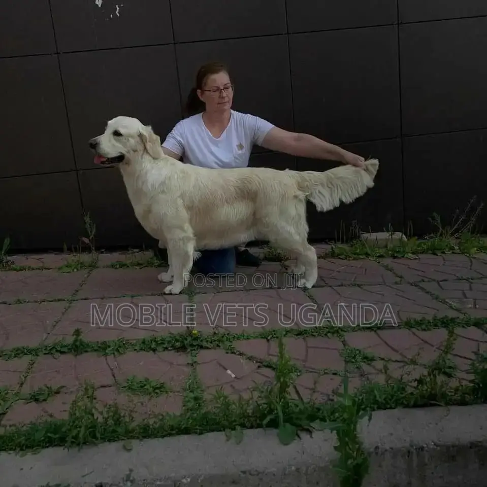 6-12 months Male Purebred Labradoodle