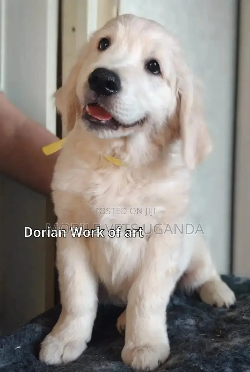 1-3 months Female Purebred Golden Retriever