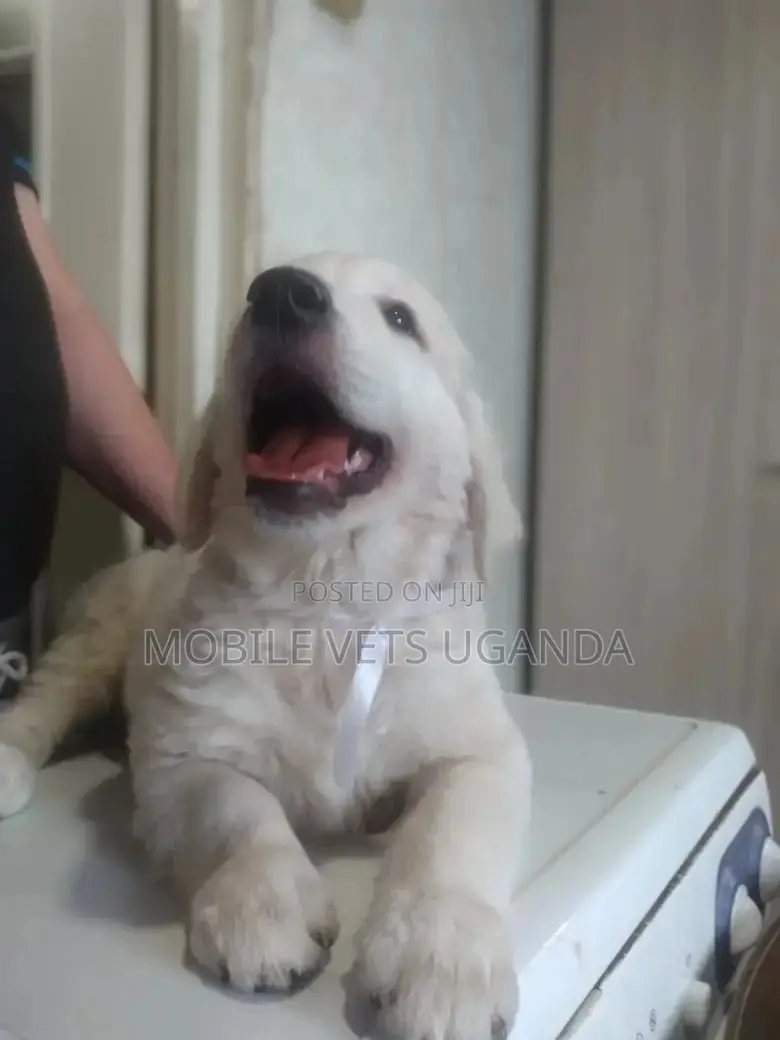 1-3 months Male Purebred Labrador Retriever