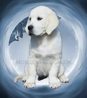 1-3 months Female Purebred Golden Retriever