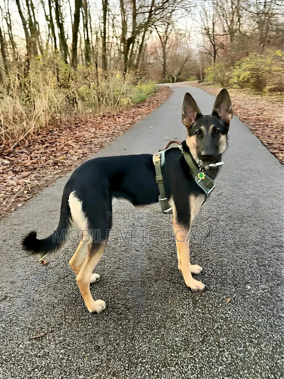 3-6 months Female Purebred German Shepherd