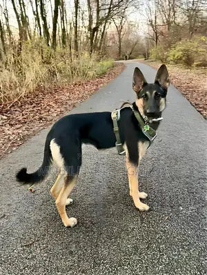 3-6 months Female Purebred German Shepherd