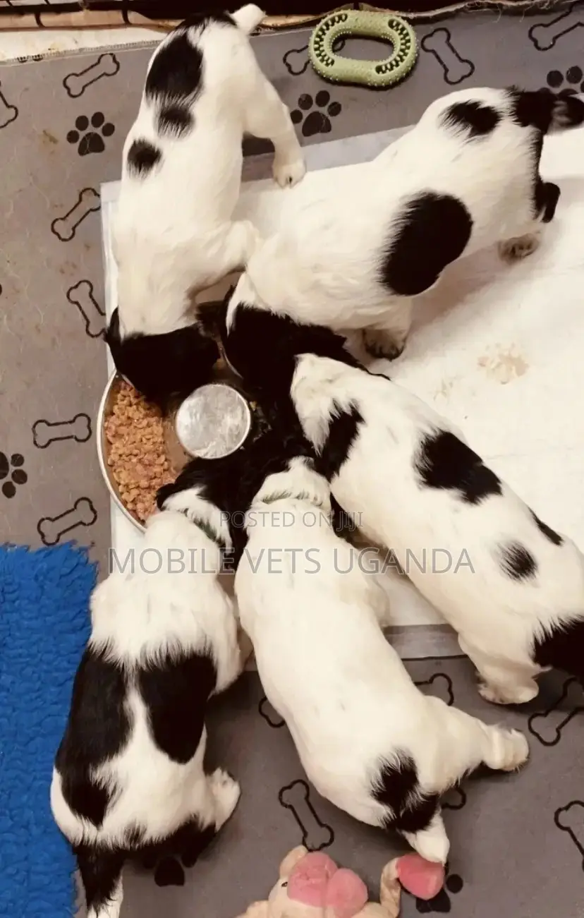 1-3 months Male Purebred Cocker Spaniel