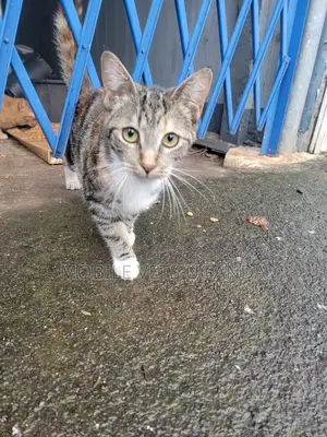 1-3 months Male Purebred Colorpoint Shorthair