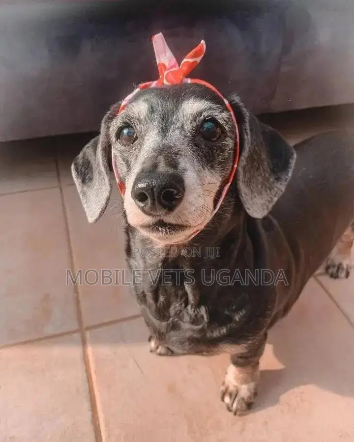 6-12 months Female Purebred Dachshund