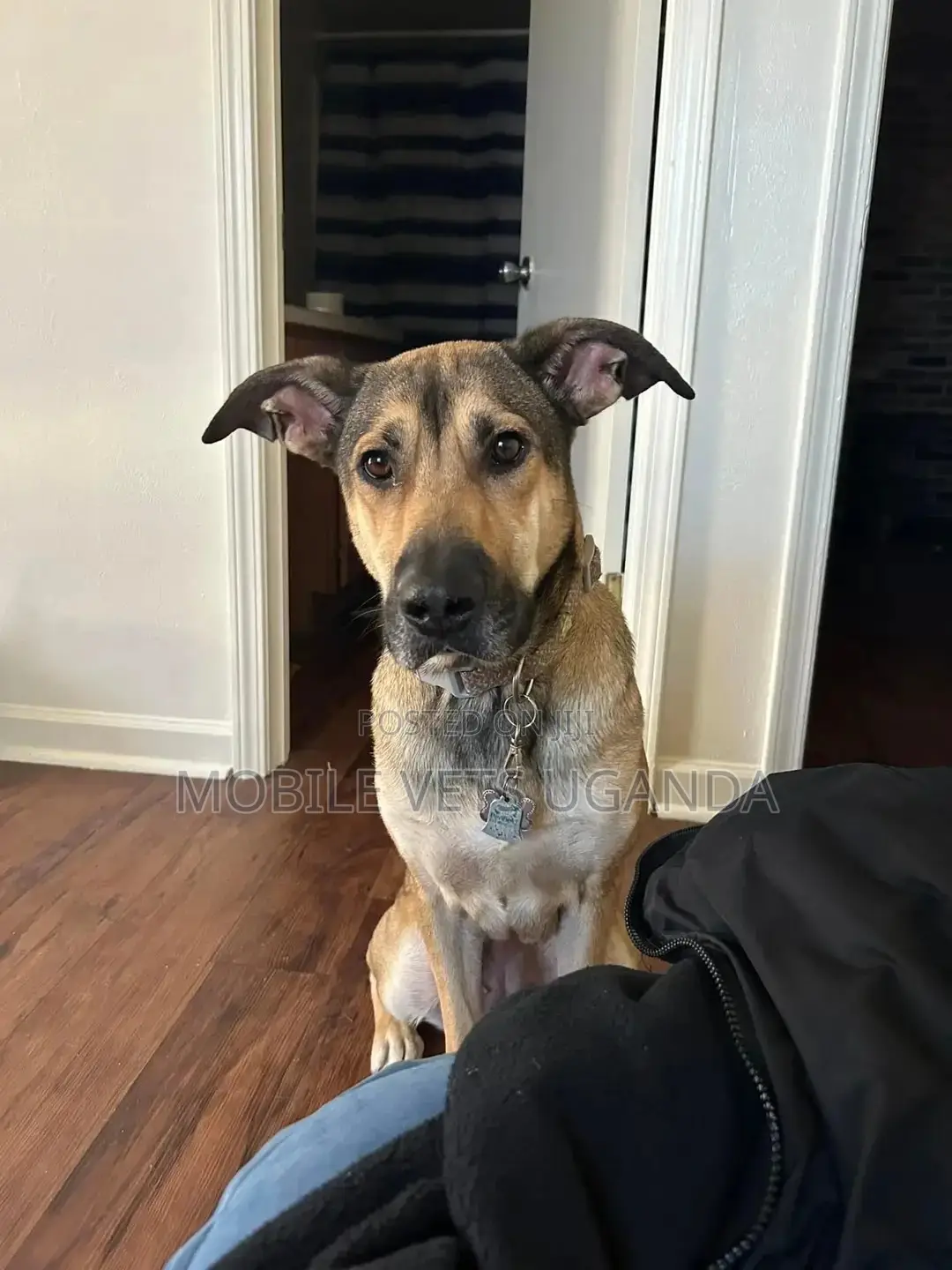 6-12 months Female Purebred German Shepherd