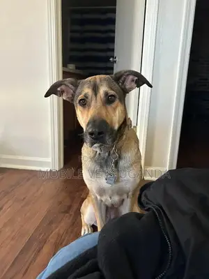 6-12 months Female Purebred German Shepherd