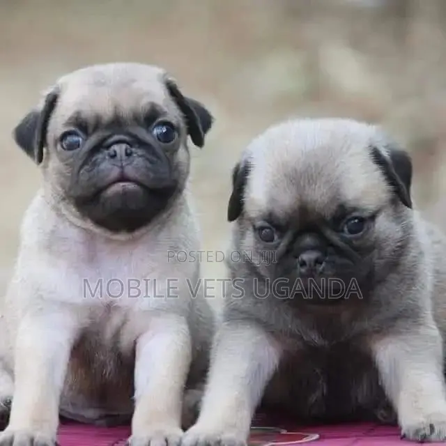 1-3 months Male Purebred Pug