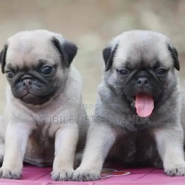1-3 months Female Purebred Pug