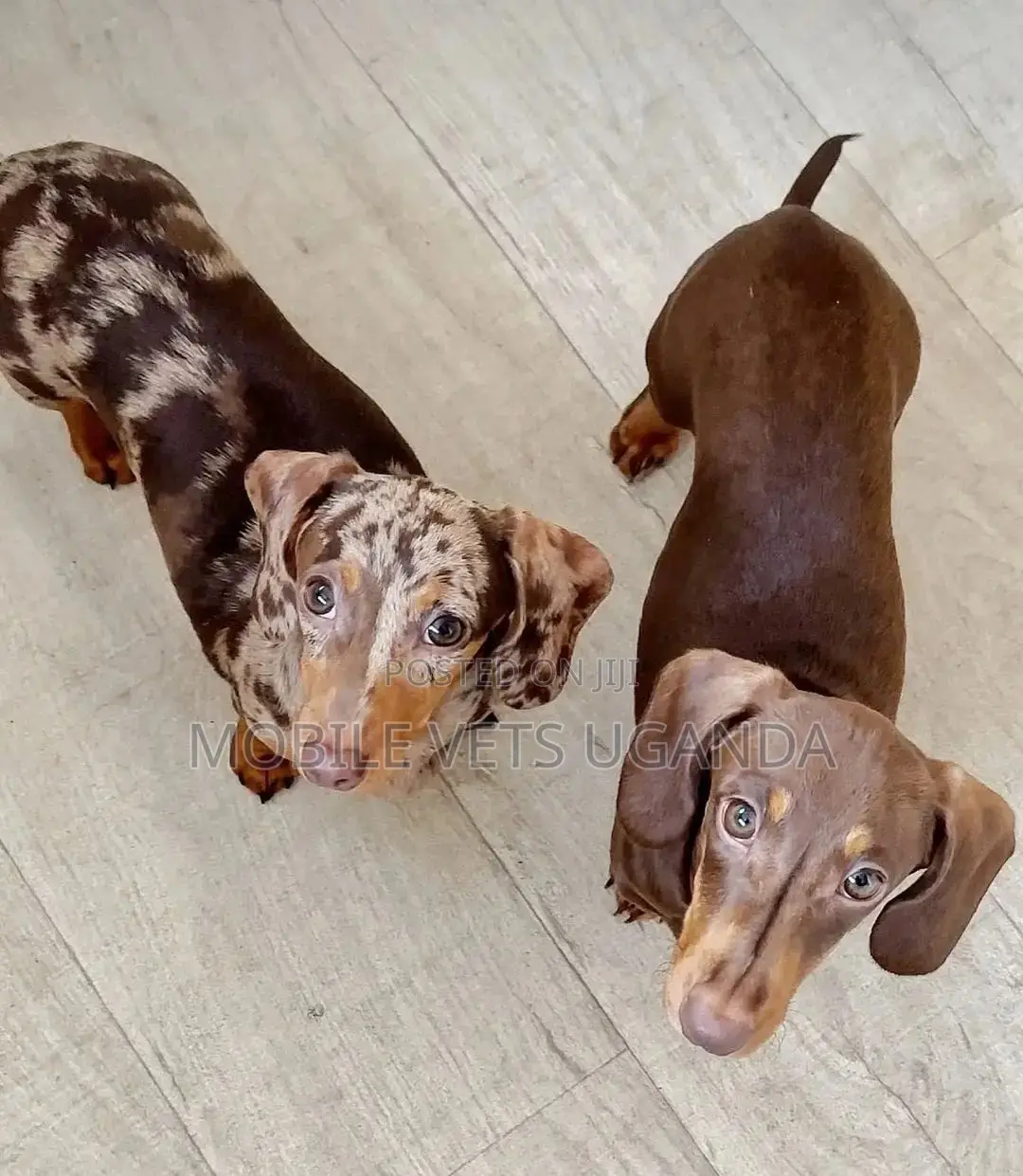 1-3 months Female Purebred Dachshund