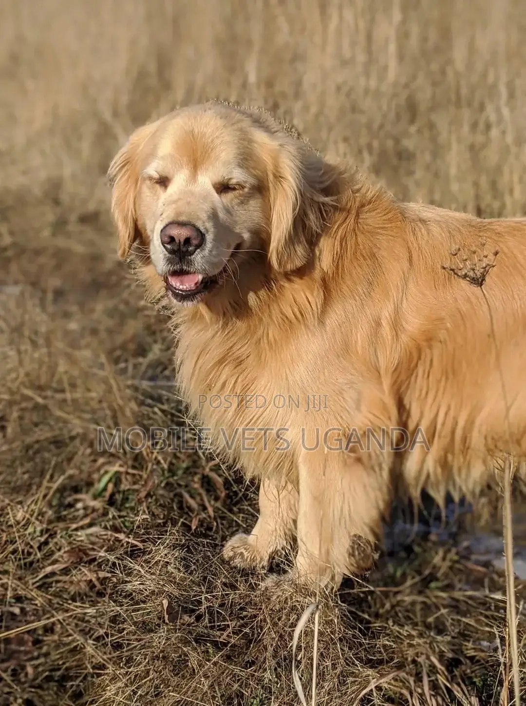 1-3 months Male Purebred Golden Retriever