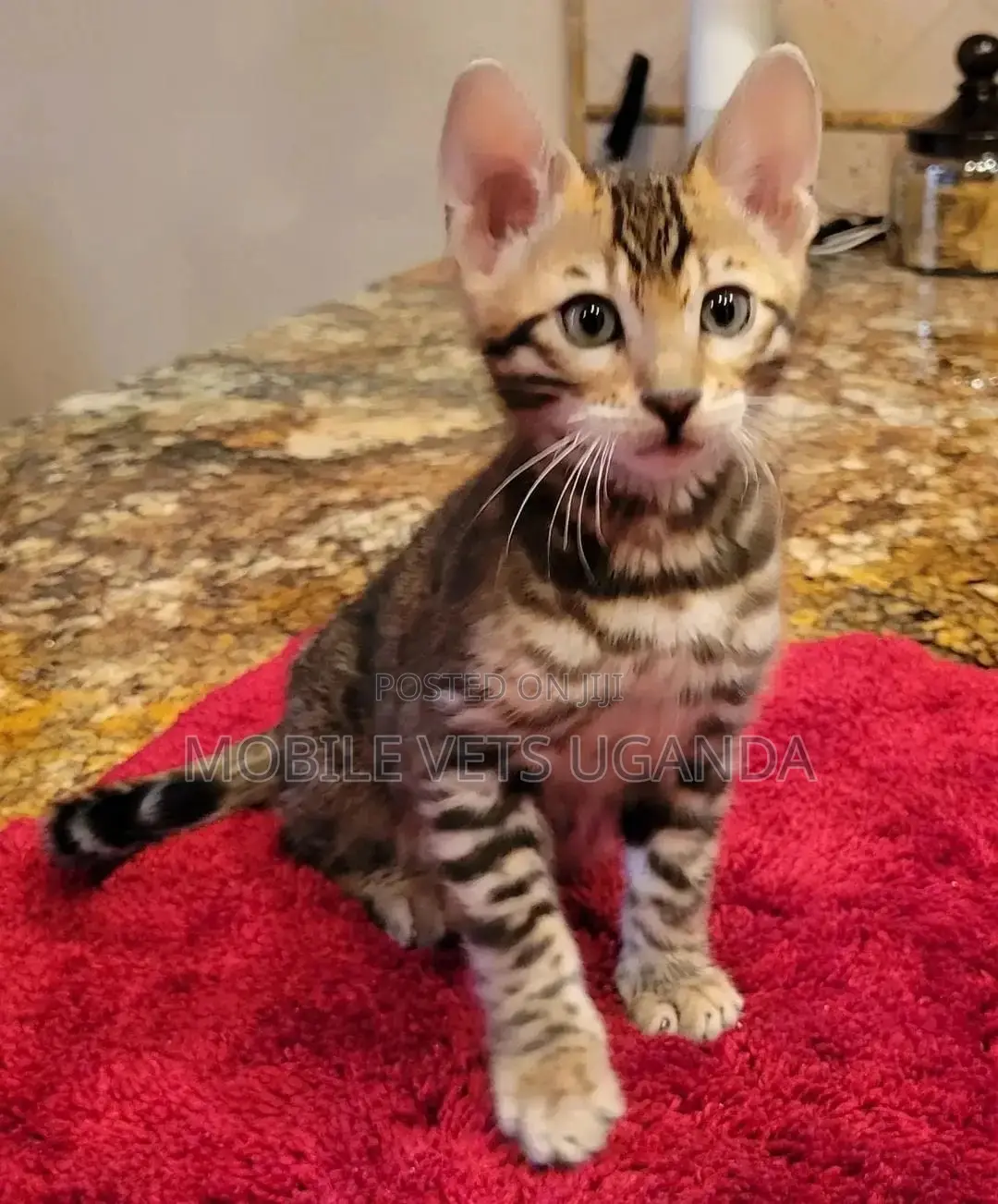 1-3 months Male Purebred British Shorthair