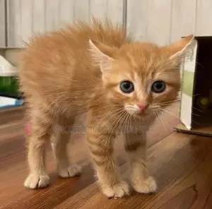 1-3 months Male Purebred Bengal