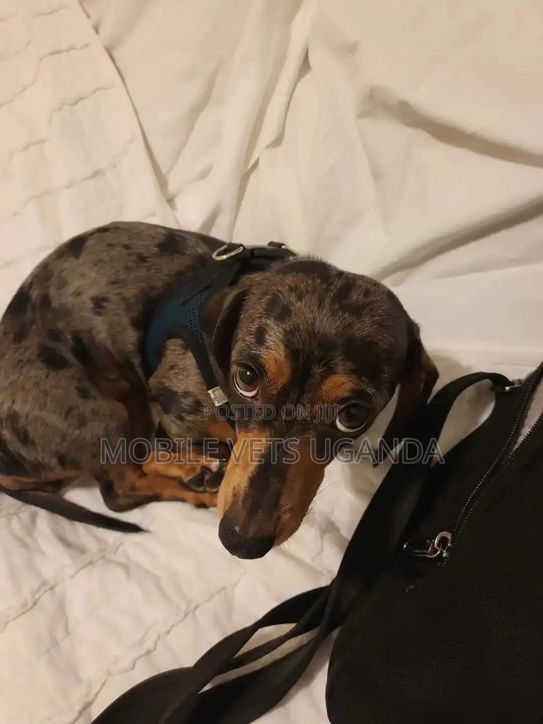 3-6 months Male Purebred Dachshund