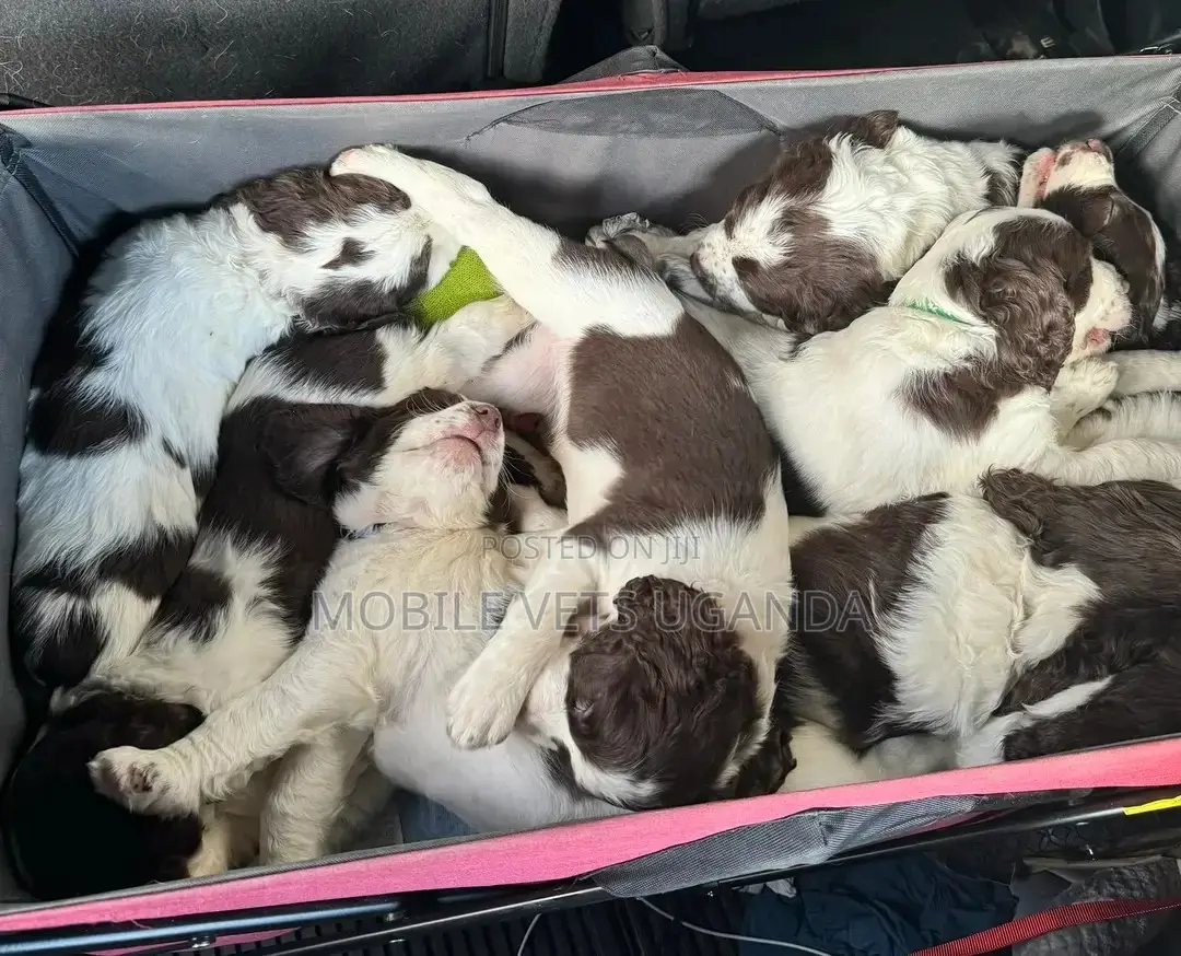 1-3 months Male Purebred Clumber Spaniel