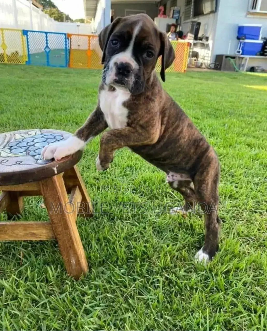 3-6 months Male Purebred Boerboel