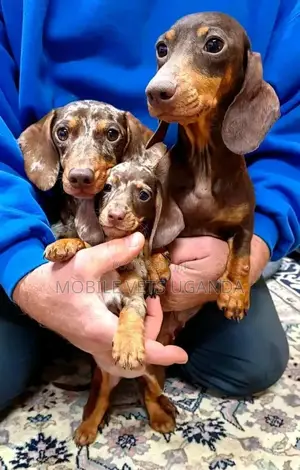 3-6 months Female Purebred Dachshund