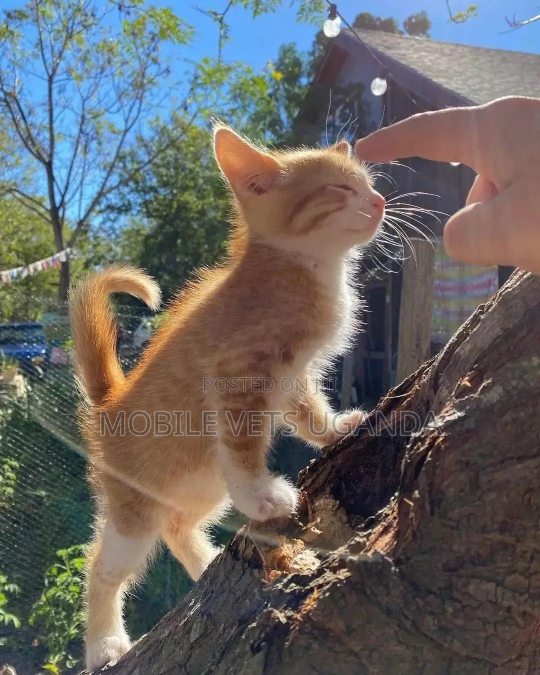 1-3 months Male Purebred Javanese