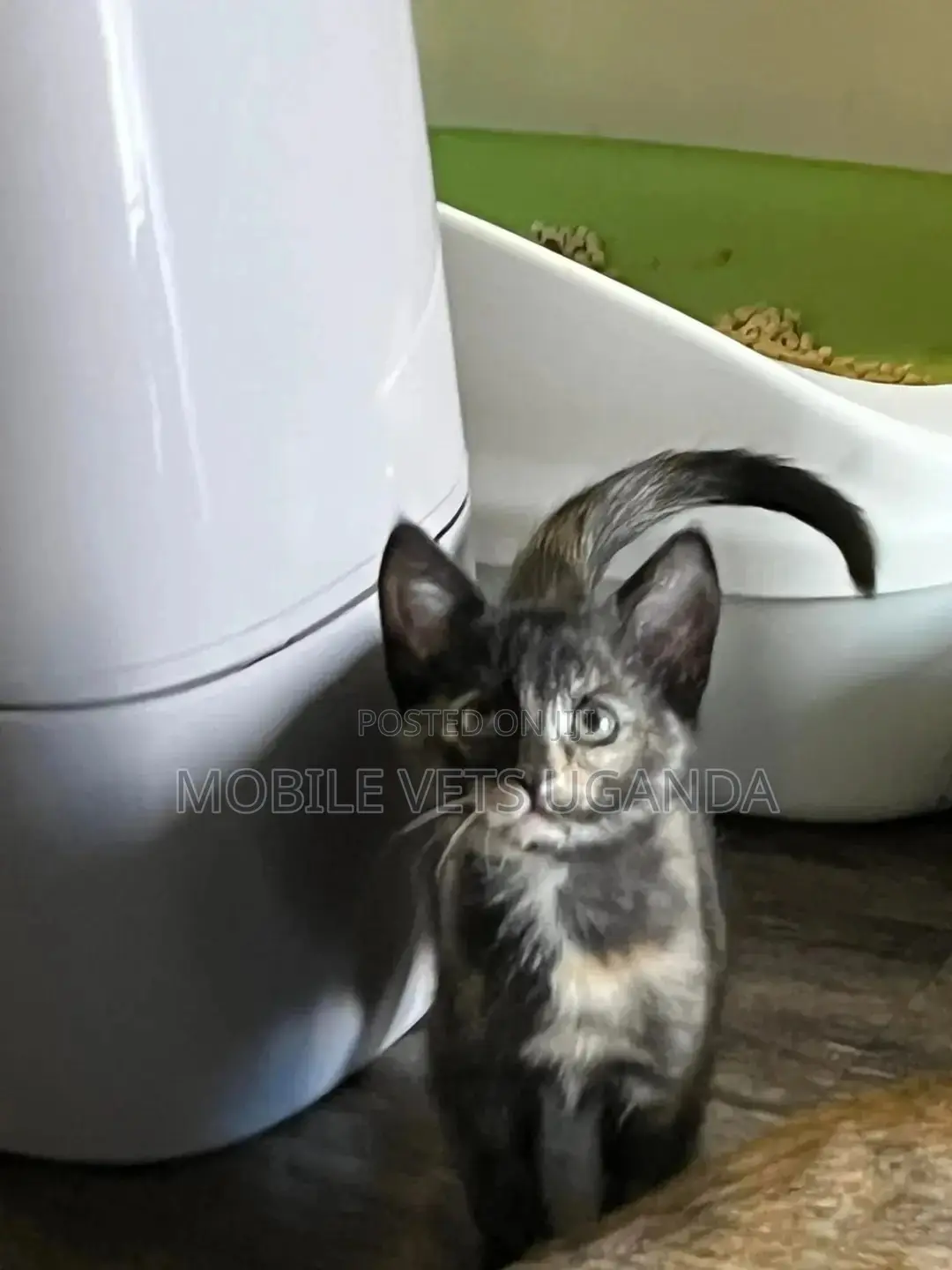 1-3 months Male Purebred Balinese