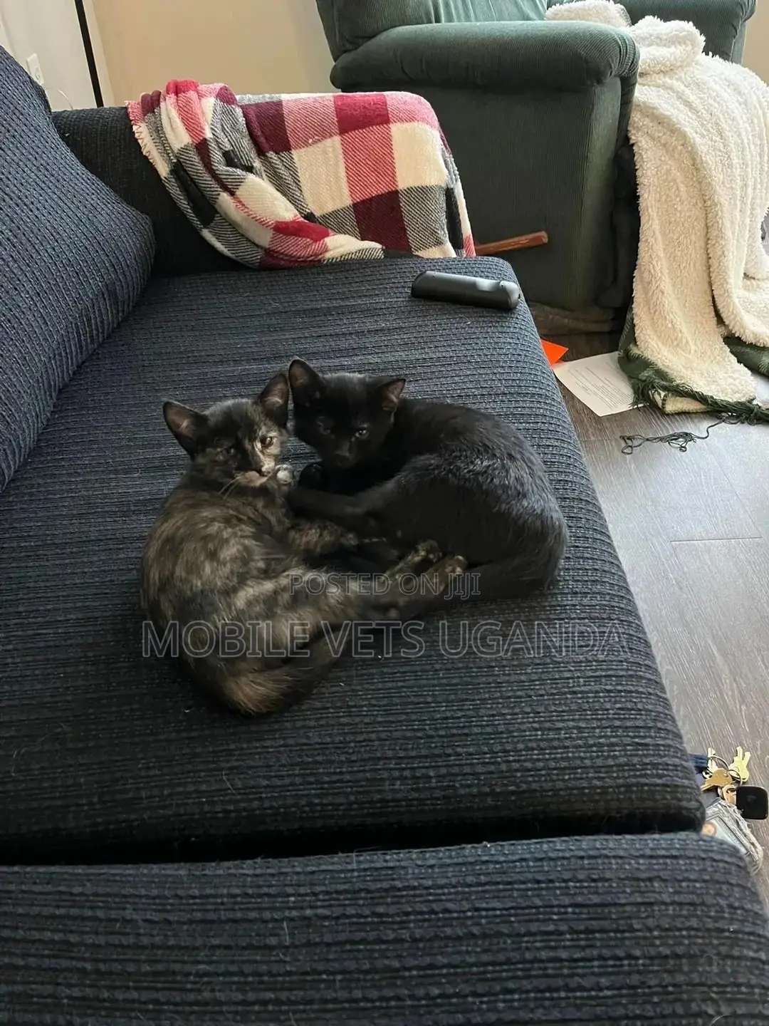0-1 month Female Purebred Exotic