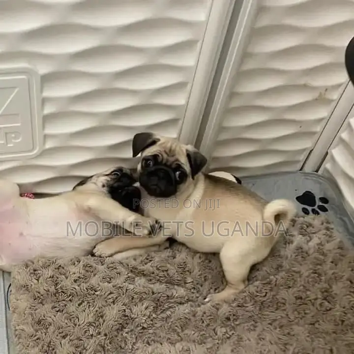 1-3 months Male Purebred Pug