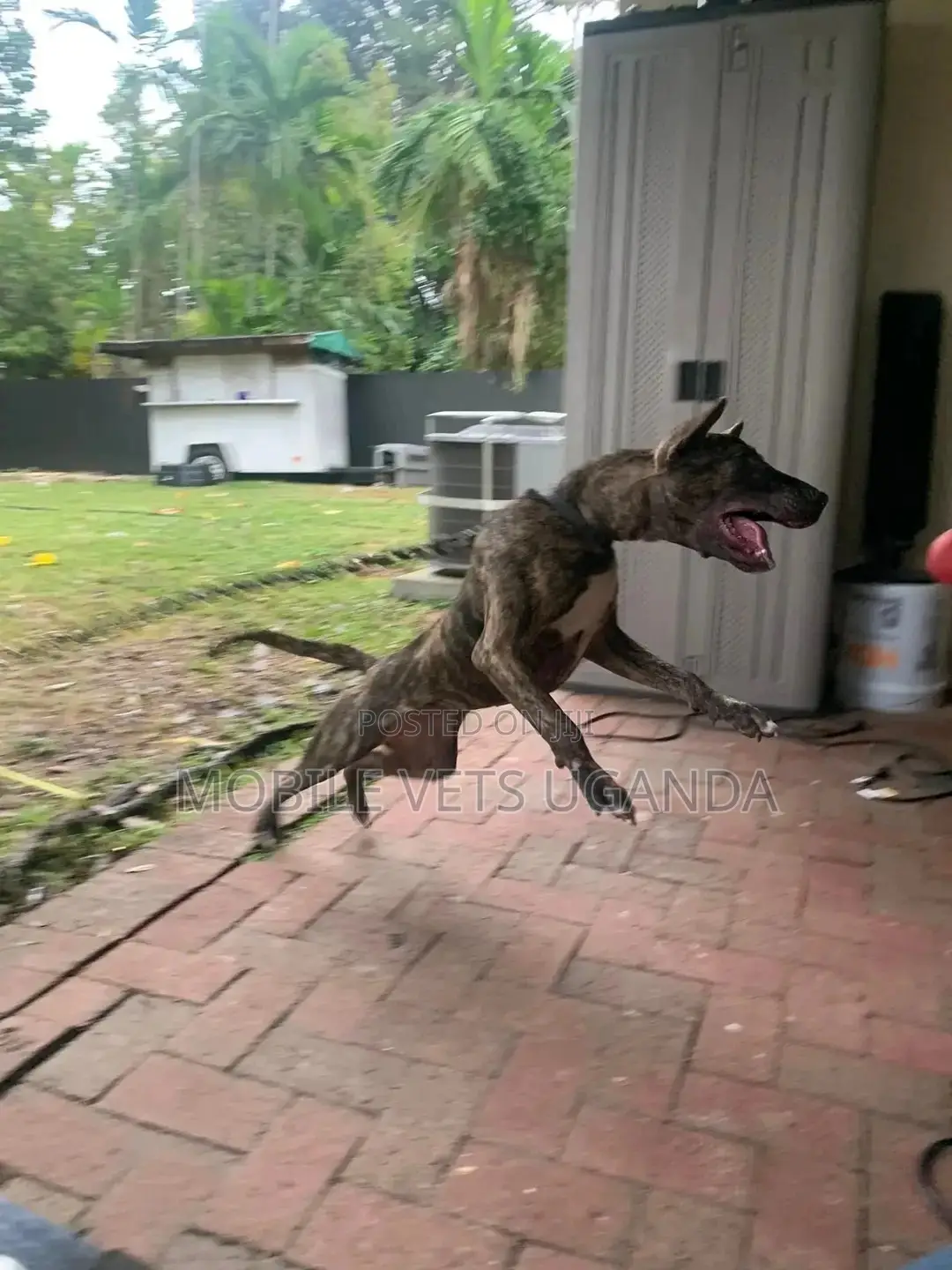 3-6 months Male Purebred Bull Terrier