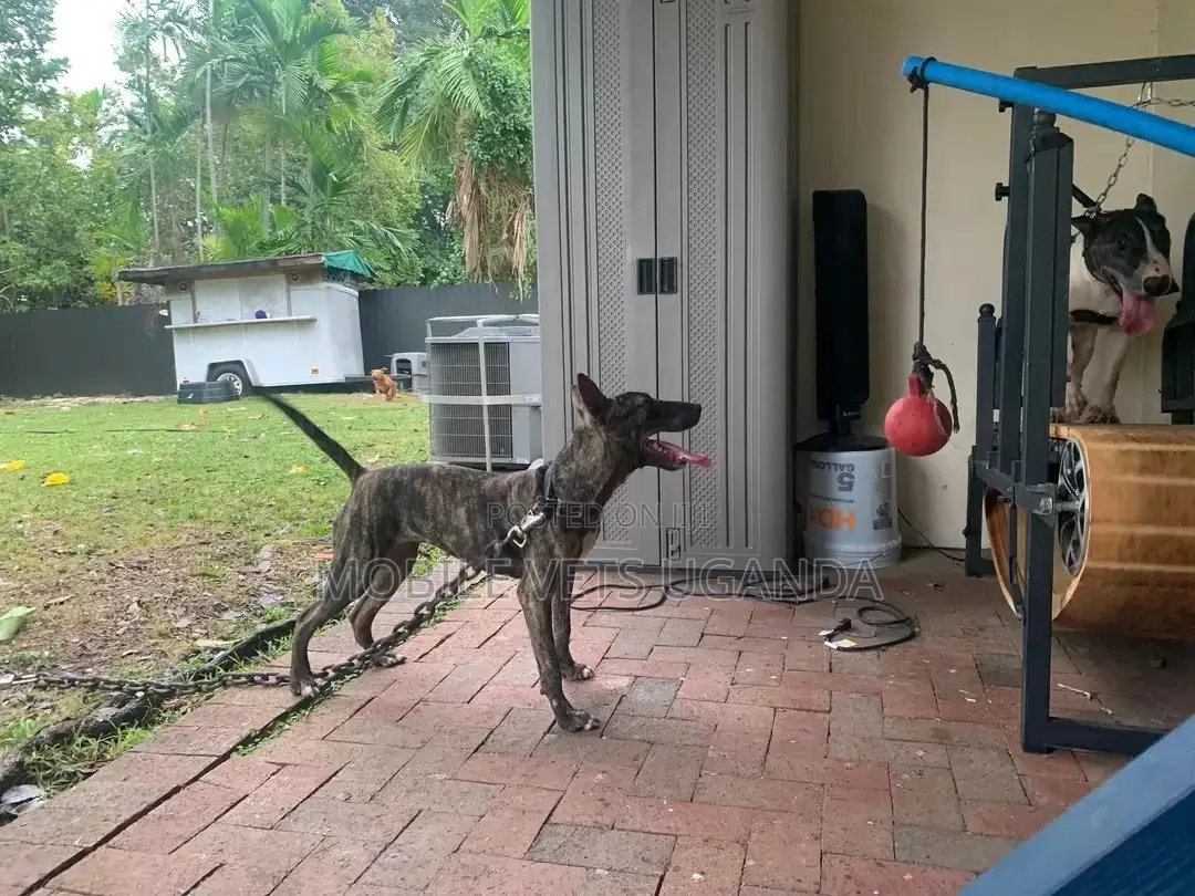 6-12 months Female Purebred Bull Terrier