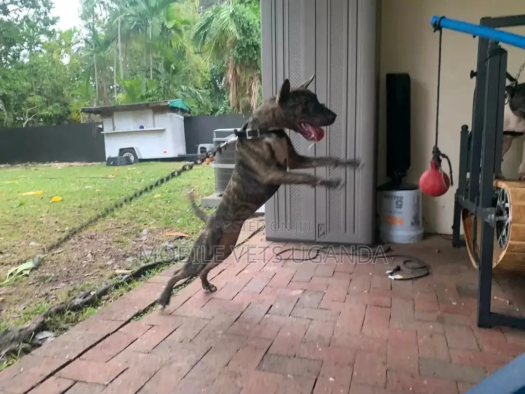 6-12 months Male Purebred Bull Terrier