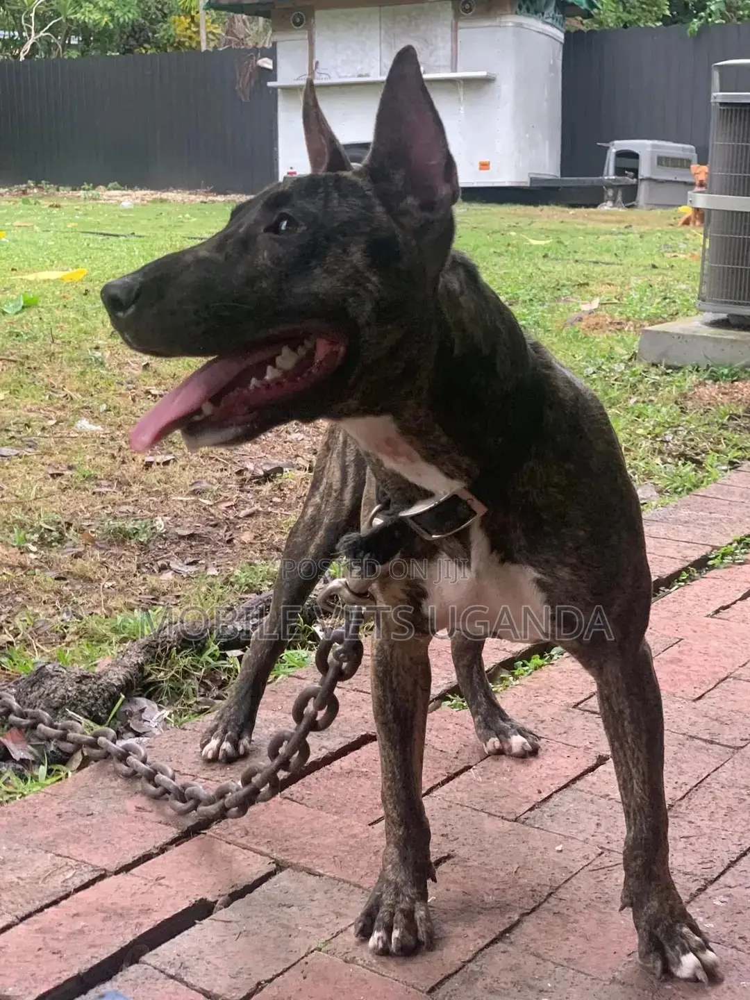 6-12 months Female Purebred Bull Terrier