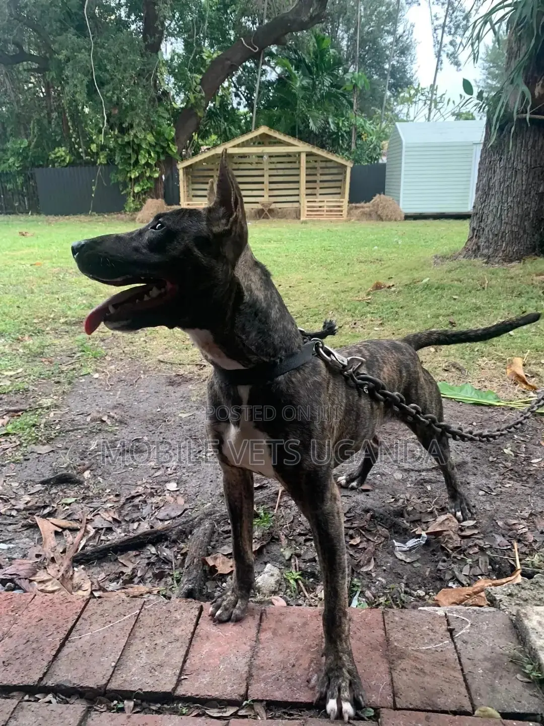 3-6 months Female Purebred Bull Terrier